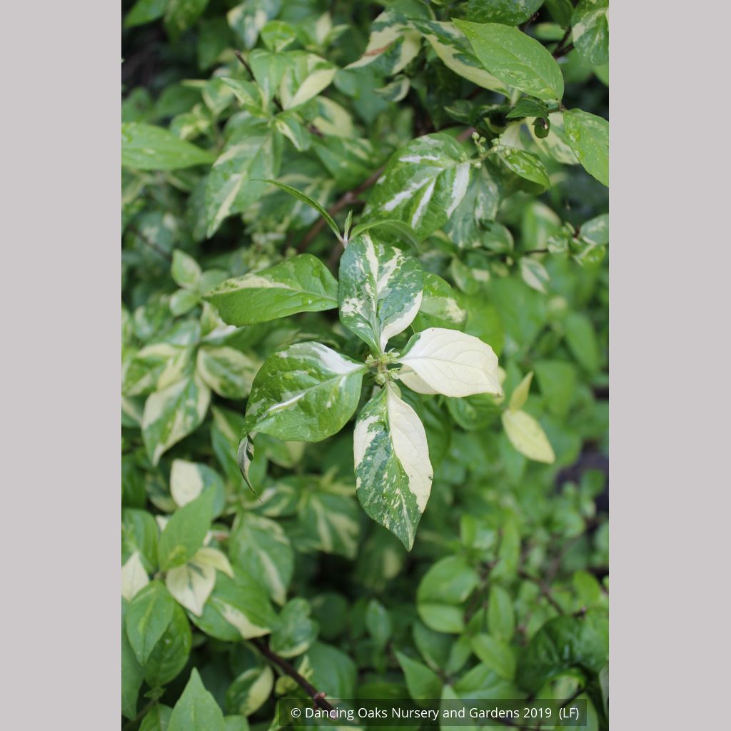 Shrubs ~ Hydrangea scandens 'Fragrant Splash', Hydrangea ~ Dancing Oaks Nursery and Gardens ~ Retail Nursery ~ Mail Order Nursery