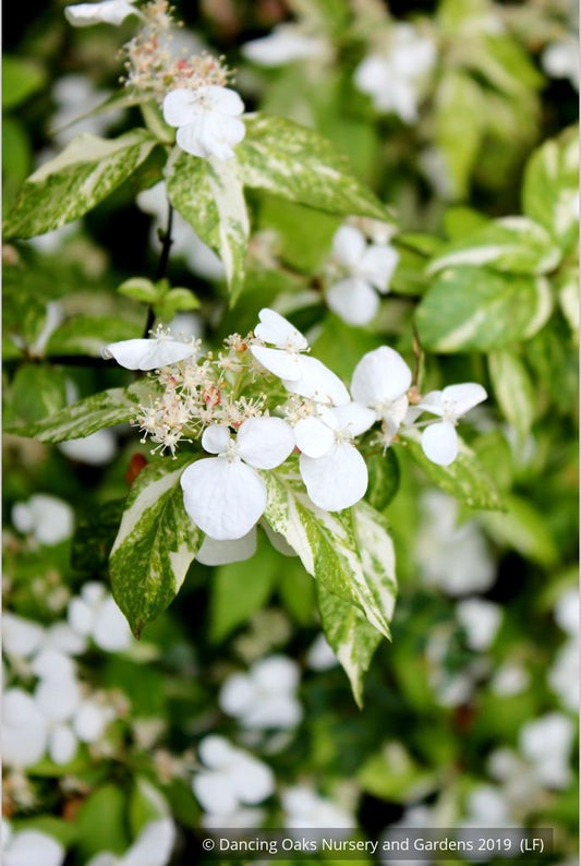 Shrubs ~ Hydrangea scandens 'Fragrant Splash', Hydrangea ~ Dancing Oaks Nursery and Gardens ~ Retail Nursery ~ Mail Order Nursery