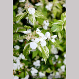 Shrubs ~ Hydrangea scandens 'Fragrant Splash', Hydrangea ~ Dancing Oaks Nursery and Gardens ~ Retail Nursery ~ Mail Order Nursery