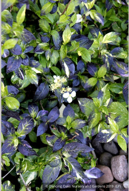 Shrubs ~ Hydrangea scandens 'Fragrant Splash', Hydrangea ~ Dancing Oaks Nursery and Gardens ~ Retail Nursery ~ Mail Order Nursery