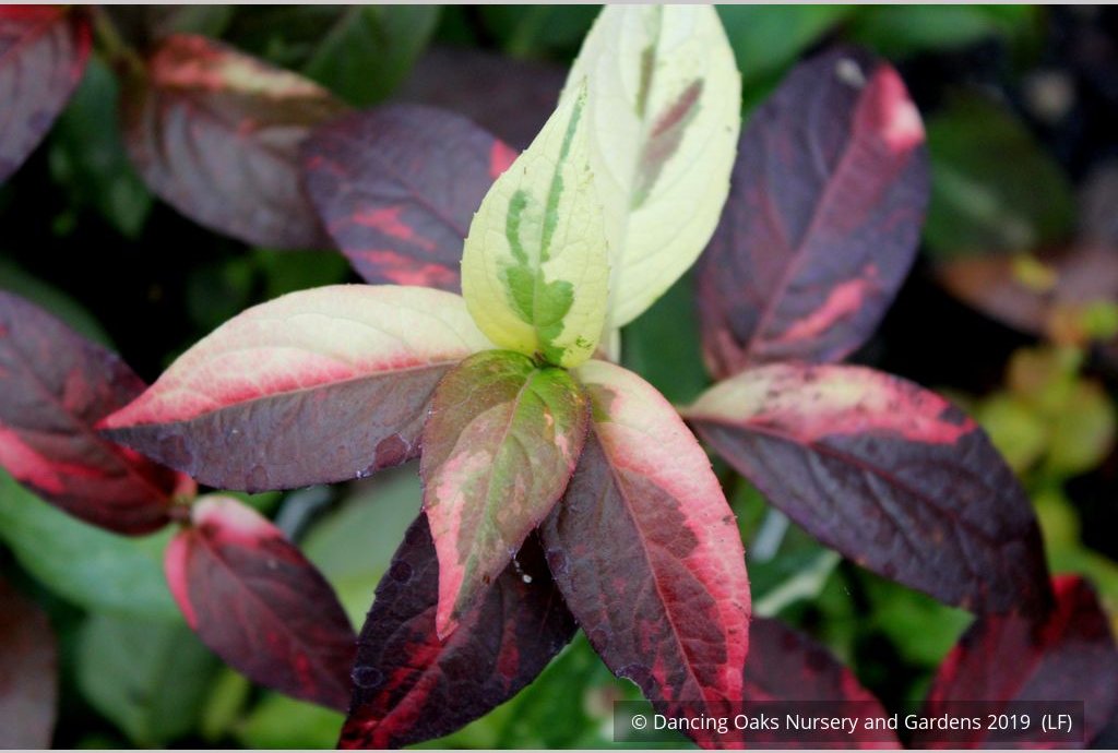 Shrubs ~ Hydrangea scandens 'Fragrant Splash', Hydrangea ~ Dancing Oaks Nursery and Gardens ~ Retail Nursery ~ Mail Order Nursery