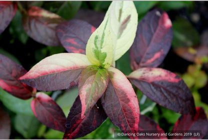 Shrubs ~ Hydrangea scandens 'Fragrant Splash', Hydrangea ~ Dancing Oaks Nursery and Gardens ~ Retail Nursery ~ Mail Order Nursery