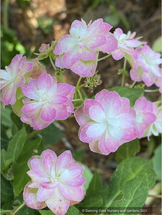 Hydrangea serrata 'Shirofuji'