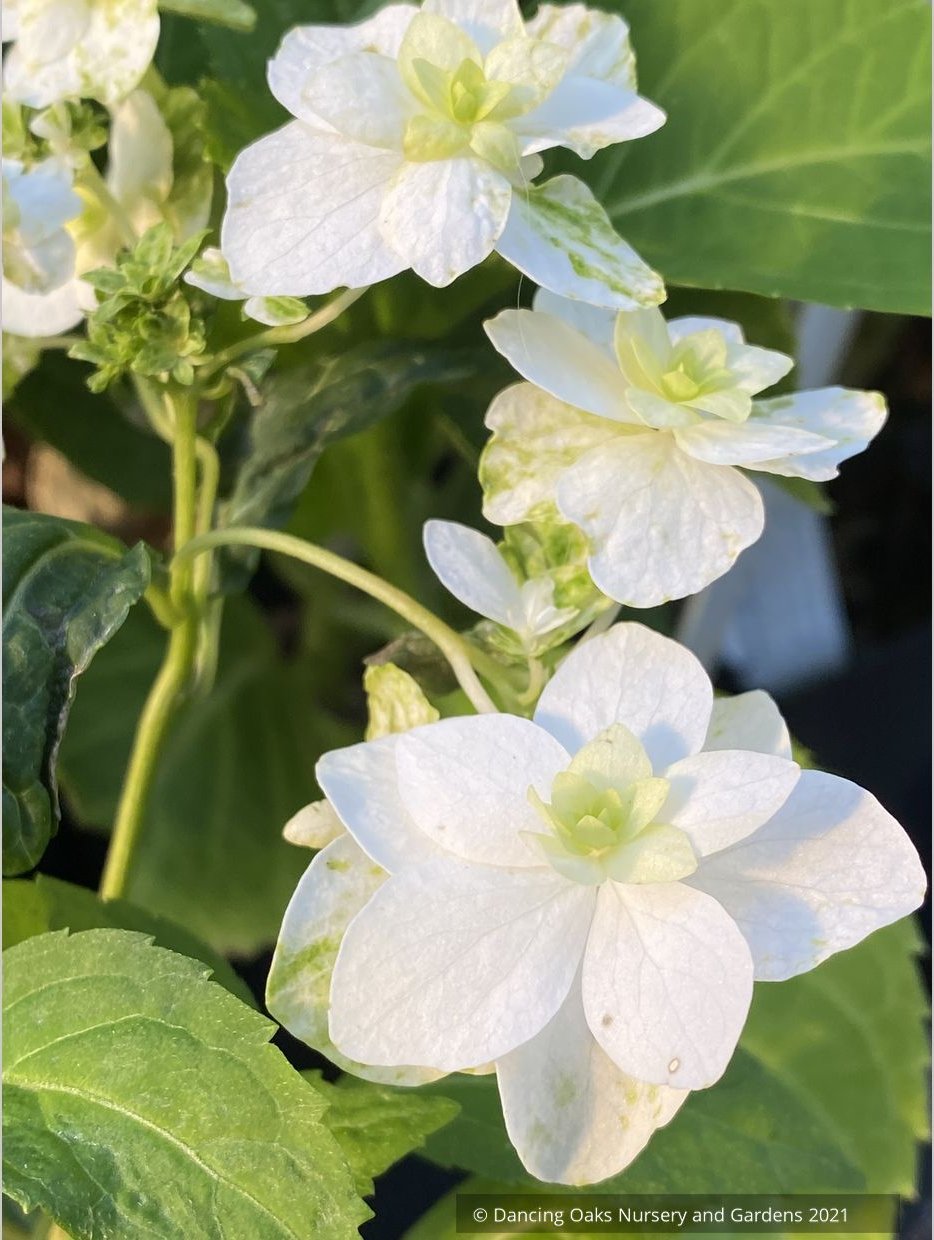 Hydrangea serrata 'Shirofuji'