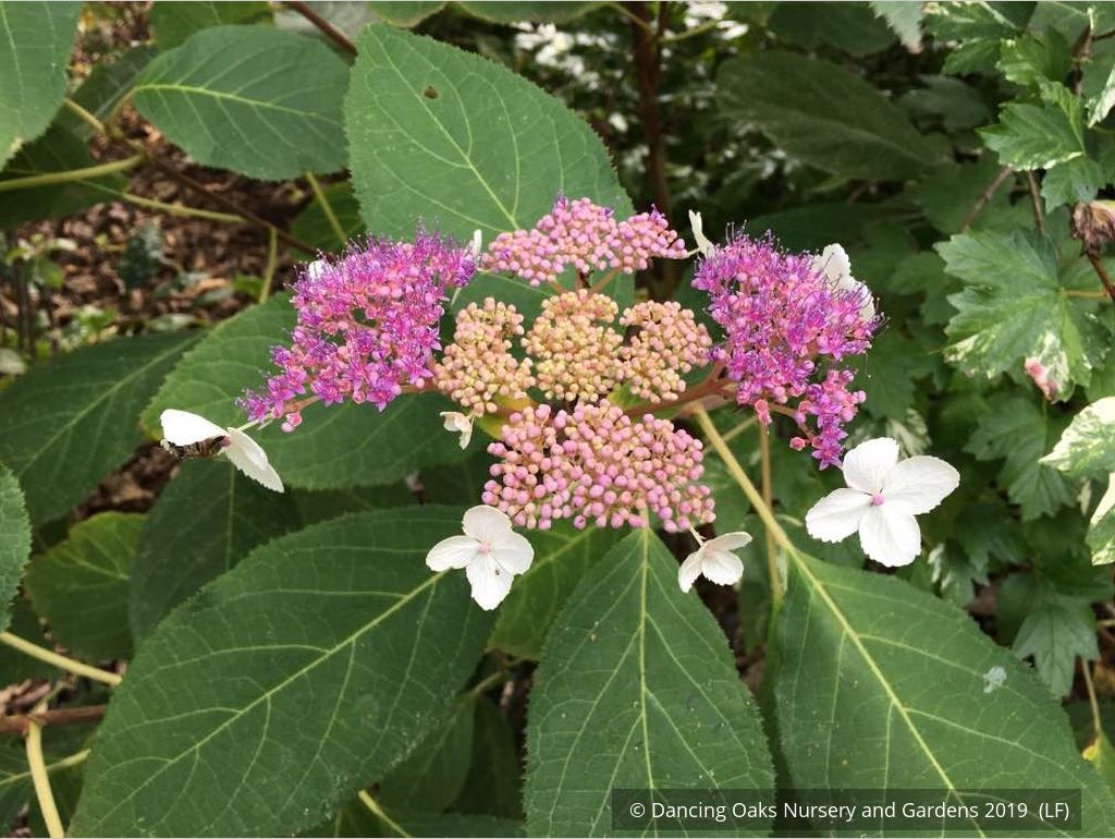 Shrubs ~ Hydrangea aspera 'Kawakamii', Lace Cap Hydrangea ~ Dancing Oaks Nursery and Gardens ~ Retail Nursery ~ Mail Order Nursery