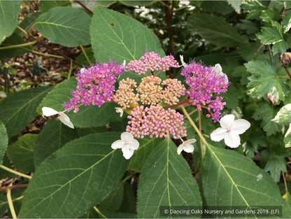 Shrubs ~ Hydrangea aspera 'Kawakamii', Lace Cap Hydrangea ~ Dancing Oaks Nursery and Gardens ~ Retail Nursery ~ Mail Order Nursery