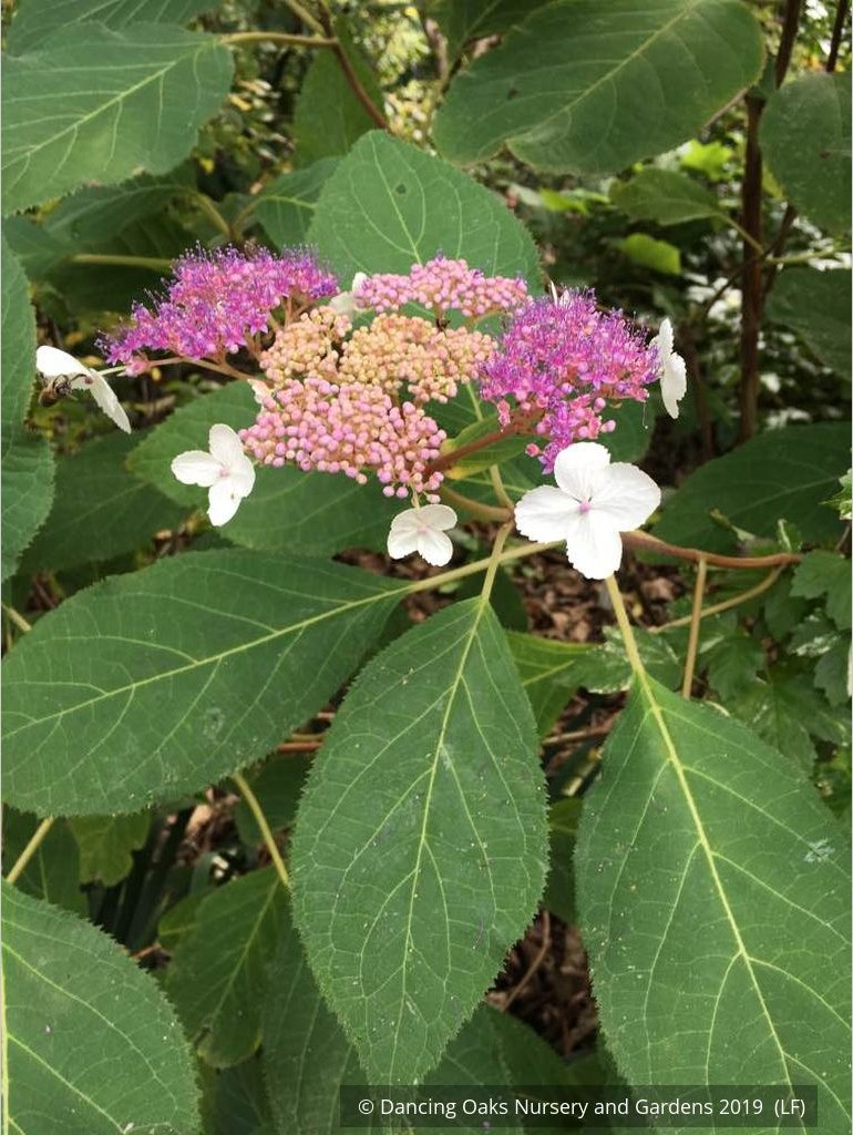 Shrubs ~ Hydrangea aspera 'Kawakamii', Lace Cap Hydrangea ~ Dancing Oaks Nursery and Gardens ~ Retail Nursery ~ Mail Order Nursery