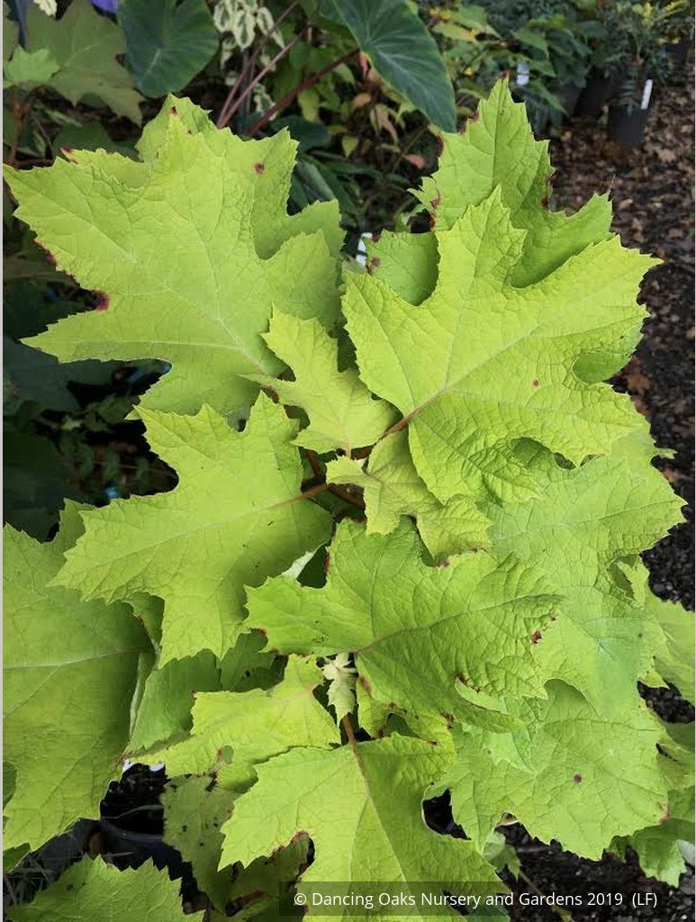 Shrubs ~ Hydrangea quercifolia 'Little Honey', Oak Leaf Hydrangea ~ Dancing Oaks Nursery and Gardens ~ Retail Nursery ~ Mail Order Nursery