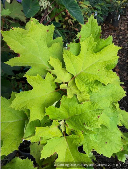 Shrubs ~ Hydrangea quercifolia 'Little Honey', Oak Leaf Hydrangea ~ Dancing Oaks Nursery and Gardens ~ Retail Nursery ~ Mail Order Nursery