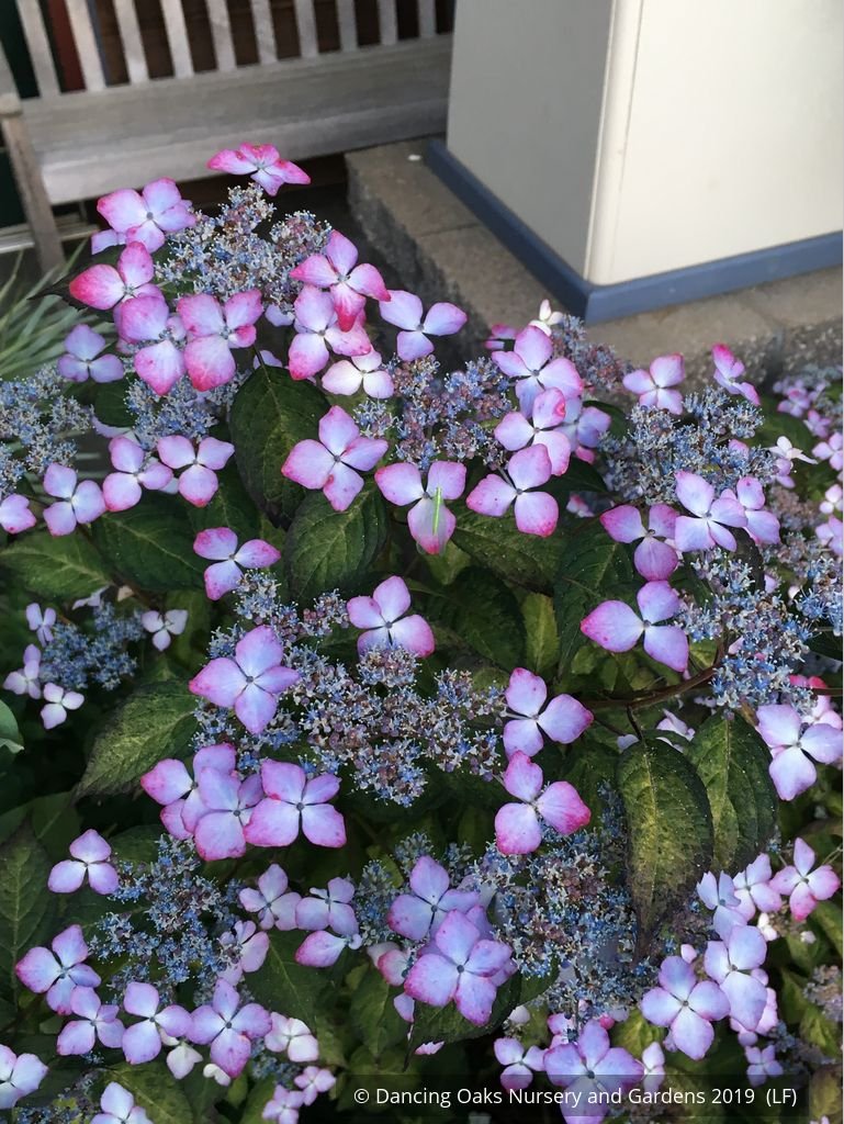 Shrubs ~ Hydrangea serrata 'Omacha Nishiki', Variegated Hydrangea ~ Dancing Oaks Nursery and Gardens ~ Retail Nursery ~ Mail Order Nursery