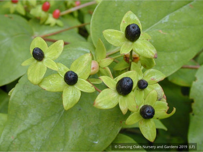 Shrubs ~ Hypericum x inodorum 'Summergold', Golden St. Johnswort ~ Dancing Oaks Nursery and Gardens ~ Retail Nursery ~ Mail Order Nursery