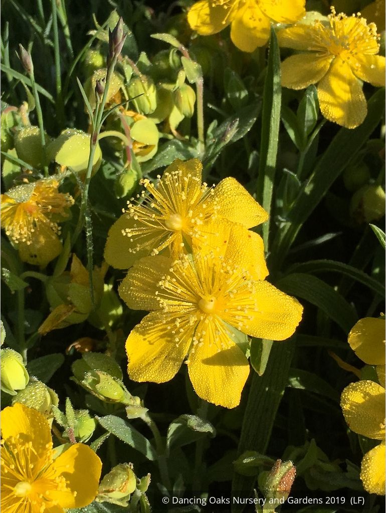 Perennials ~ Hypericum cerastoides, Trailing St. John's Wort ~ Dancing Oaks Nursery and Gardens ~ Retail Nursery ~ Mail Order Nursery