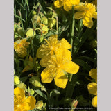Perennials ~ Hypericum cerastoides, Trailing St. John's Wort ~ Dancing Oaks Nursery and Gardens ~ Retail Nursery ~ Mail Order Nursery