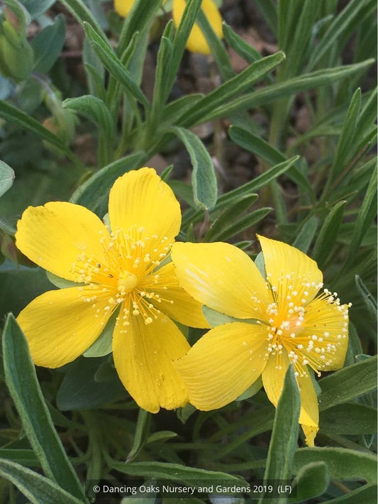 Perennials ~ Hypericum cerastoides, Trailing St. John's Wort ~ Dancing Oaks Nursery and Gardens ~ Retail Nursery ~ Mail Order Nursery