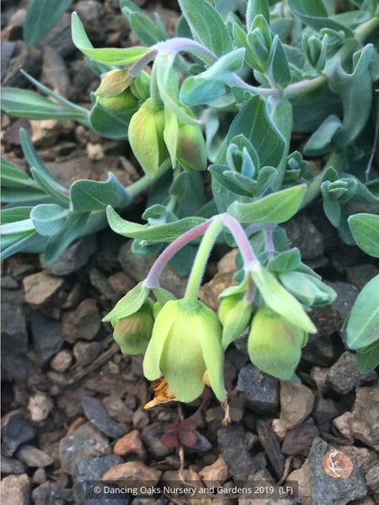 Perennials ~ Hypericum cerastoides, Trailing St. John's Wort ~ Dancing Oaks Nursery and Gardens ~ Retail Nursery ~ Mail Order Nursery