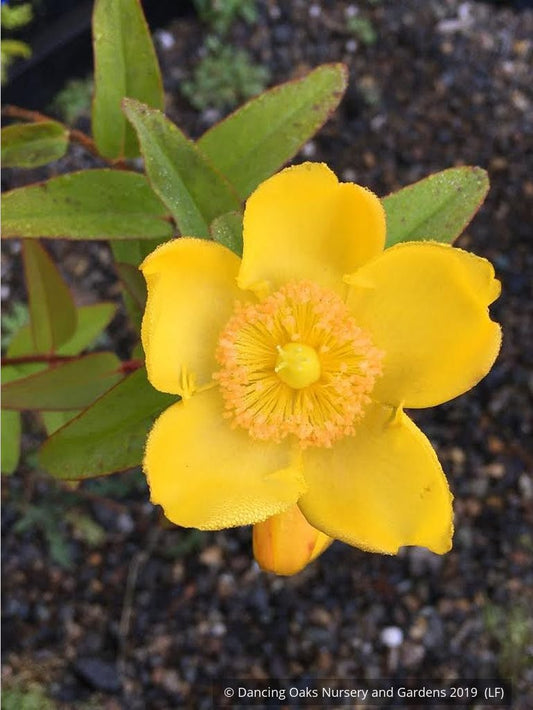 Shrubs ~ Hypericum 'Hidcote', St. John's Wort ~ Dancing Oaks Nursery and Gardens ~ Retail Nursery ~ Mail Order Nursery