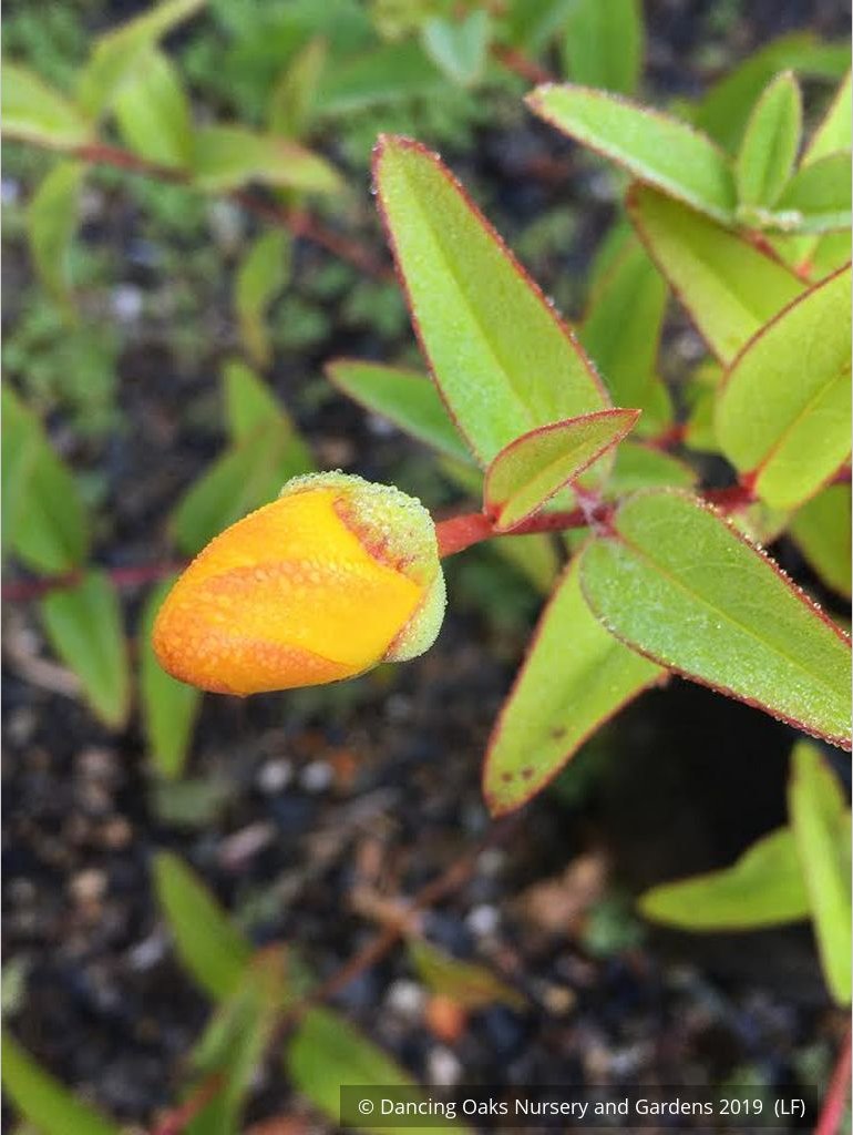 Shrubs ~ Hypericum 'Hidcote', St. John's Wort ~ Dancing Oaks Nursery and Gardens ~ Retail Nursery ~ Mail Order Nursery