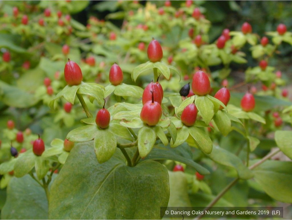 Shrubs ~ Hypericum x inodorum 'Summergold', Golden St. Johnswort ~ Dancing Oaks Nursery and Gardens ~ Retail Nursery ~ Mail Order Nursery