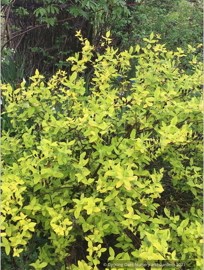 Hypericum x inodorum 'Summergold', Golden St. Johnswort