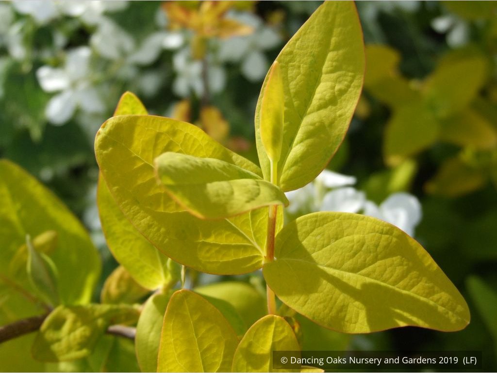 Shrubs ~ Hypericum x inodorum 'Summergold', Golden St. Johnswort ~ Dancing Oaks Nursery and Gardens ~ Retail Nursery ~ Mail Order Nursery