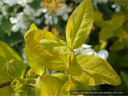 Shrubs ~ Hypericum x inodorum 'Summergold', Golden St. Johnswort ~ Dancing Oaks Nursery and Gardens ~ Retail Nursery ~ Mail Order Nursery