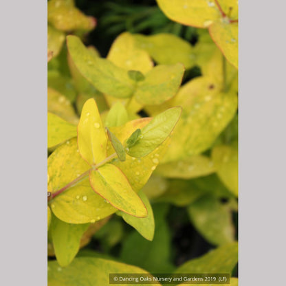 Shrubs ~ Hypericum x inodorum 'Summergold', Golden St. Johnswort ~ Dancing Oaks Nursery and Gardens ~ Retail Nursery ~ Mail Order Nursery