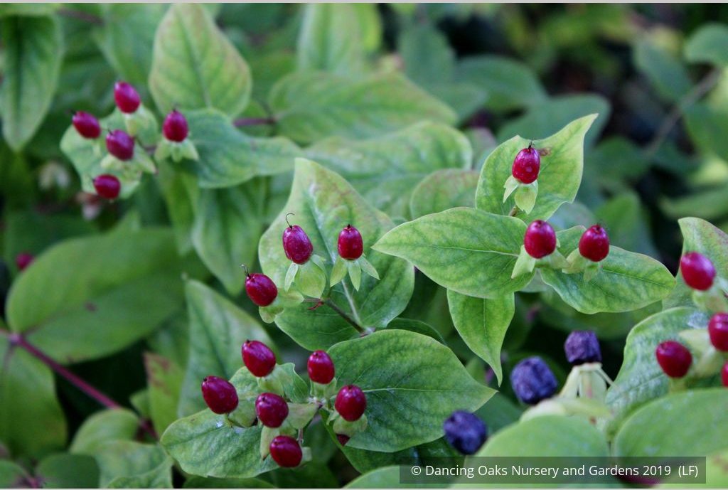 Shrubs ~ Hypericum x inodorum 'Summergold', Golden St. Johnswort ~ Dancing Oaks Nursery and Gardens ~ Retail Nursery ~ Mail Order Nursery