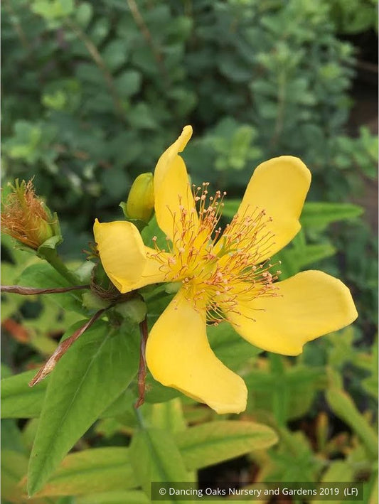Perennials ~ Hypericum ascyron (syn. pyramidatum), Giant St. John's Wort ~ Dancing Oaks Nursery and Gardens ~ Retail Nursery ~ Mail Order Nursery