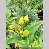 Perennials ~ Hypericum ascyron (syn. pyramidatum), Giant St. John's Wort ~ Dancing Oaks Nursery and Gardens ~ Retail Nursery ~ Mail Order Nursery