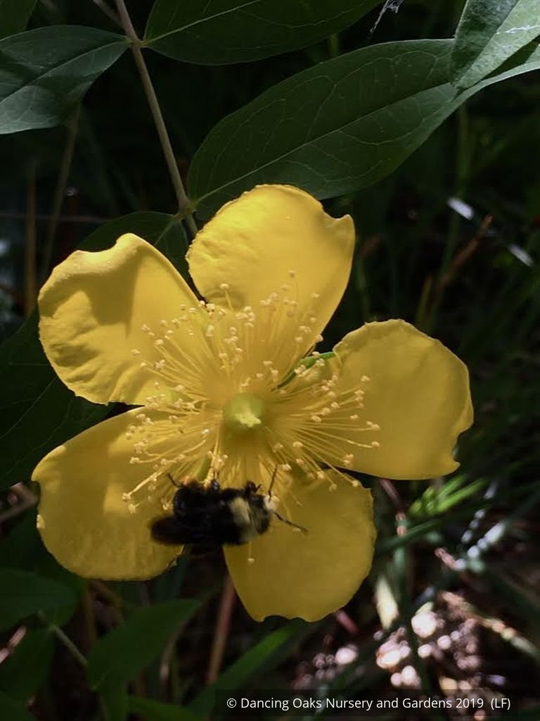 Shrubs ~ Hypericum henryi ssp. uraloides, Shrubby St John's Wort ~ Dancing Oaks Nursery and Gardens ~ Retail Nursery ~ Mail Order Nursery