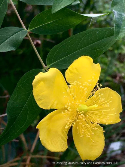 Shrubs ~ Hypericum henryi ssp. uraloides, Shrubby St John's Wort ~ Dancing Oaks Nursery and Gardens ~ Retail Nursery ~ Mail Order Nursery