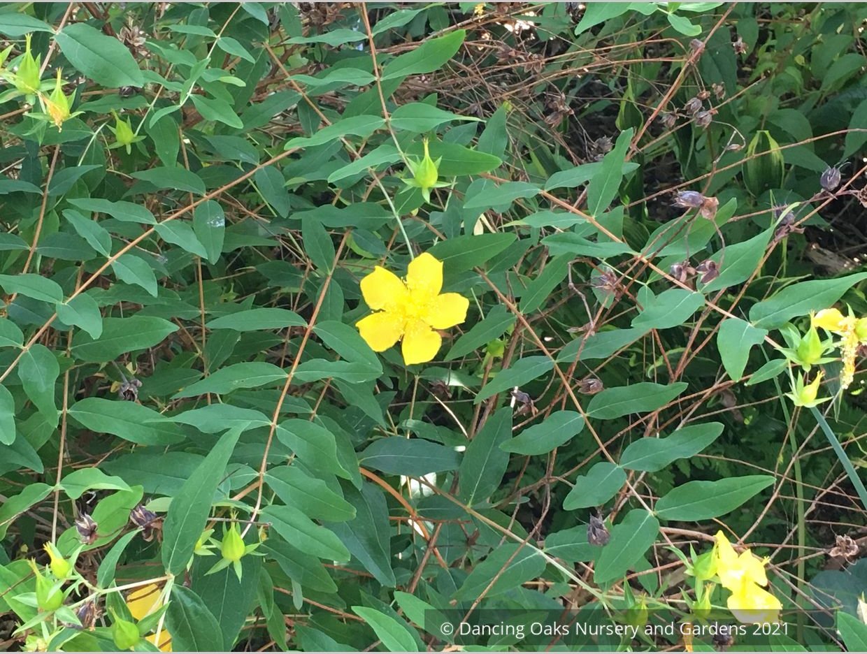 Shrubs ~ Hypericum henryi ssp. uraloides, Shrubby St John's Wort ~ Dancing Oaks Nursery and Gardens ~ Retail Nursery ~ Mail Order Nursery