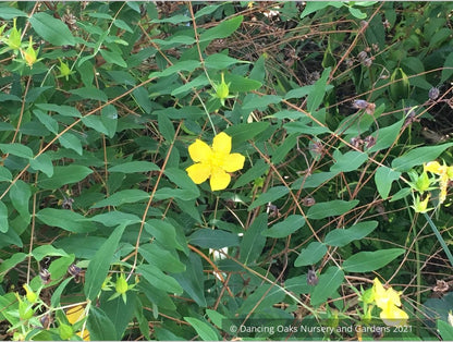 Shrubs ~ Hypericum henryi ssp. uraloides, Shrubby St John's Wort ~ Dancing Oaks Nursery and Gardens ~ Retail Nursery ~ Mail Order Nursery