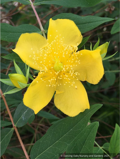 Shrubs ~ Hypericum henryi ssp. uraloides, Shrubby St John's Wort ~ Dancing Oaks Nursery and Gardens ~ Retail Nursery ~ Mail Order Nursery