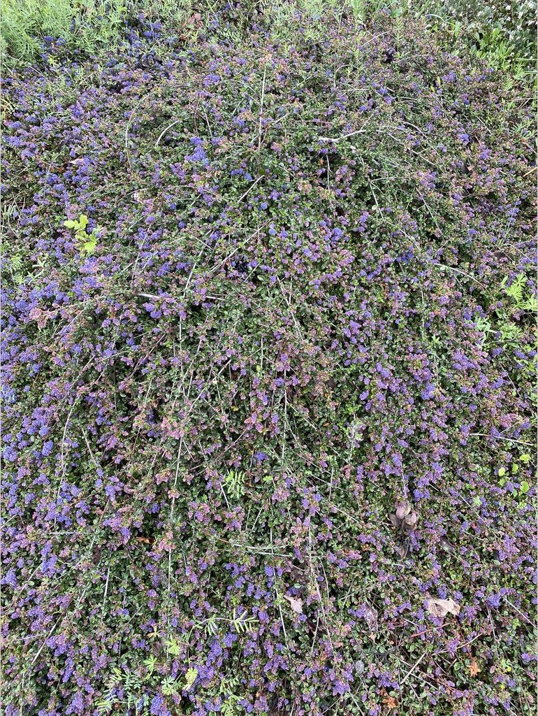 Shrubs ~ Ceanothus 'Centennial', California Lilac ~ Dancing Oaks Nursery and Gardens ~ Retail Nursery ~ Mail Order Nursery