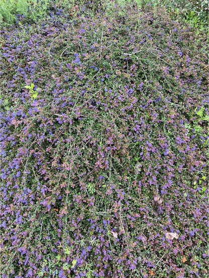 Shrubs ~ Ceanothus 'Centennial', California Lilac ~ Dancing Oaks Nursery and Gardens ~ Retail Nursery ~ Mail Order Nursery