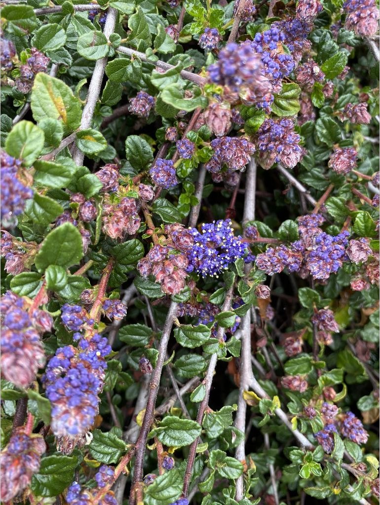 Shrubs ~ Ceanothus 'Centennial', California Lilac ~ Dancing Oaks Nursery and Gardens ~ Retail Nursery ~ Mail Order Nursery