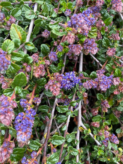 Shrubs ~ Ceanothus 'Centennial', California Lilac ~ Dancing Oaks Nursery and Gardens ~ Retail Nursery ~ Mail Order Nursery
