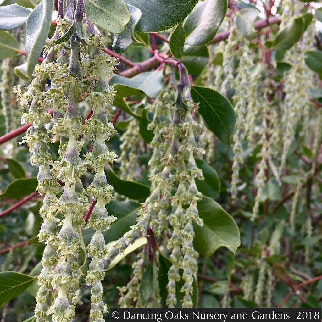 Shrubs ~ Garrya fremontii, Bear Brush or Fremont Silktassel ~ Dancing Oaks Nursery and Gardens ~ Retail Nursery ~ Mail Order Nursery