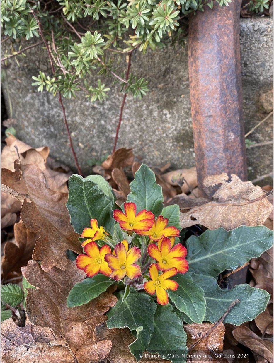 Perennials ~ Primula 'Oak Leaf Yellow Picotee', Primrose ~ Dancing Oaks Nursery and Gardens ~ Retail Nursery ~ Mail Order Nursery