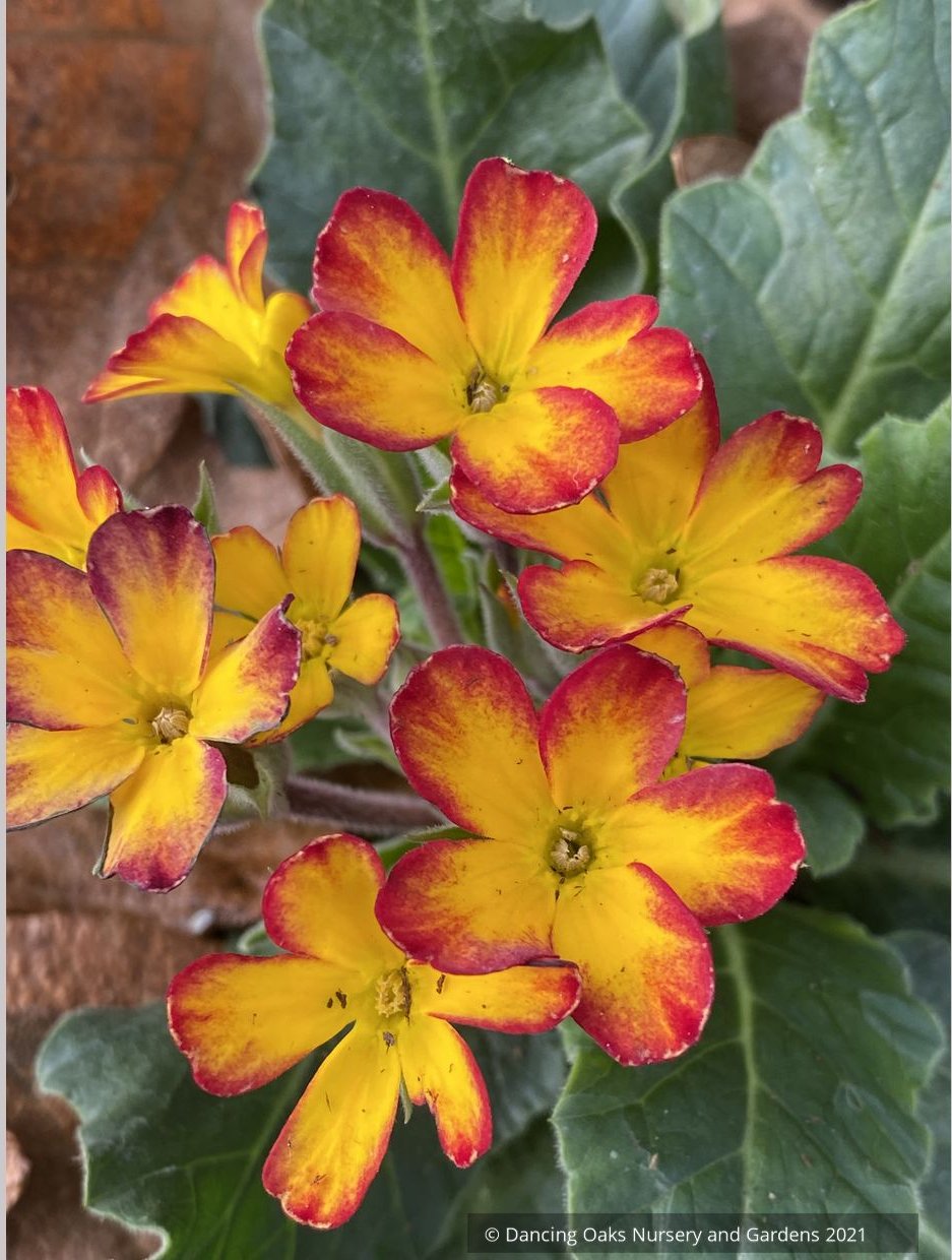 Perennials ~ Primula 'Oak Leaf Yellow Picotee', Primrose ~ Dancing Oaks Nursery and Gardens ~ Retail Nursery ~ Mail Order Nursery