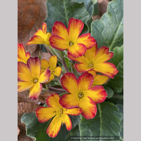 Perennials ~ Primula 'Oak Leaf Yellow Picotee', Primrose ~ Dancing Oaks Nursery and Gardens ~ Retail Nursery ~ Mail Order Nursery