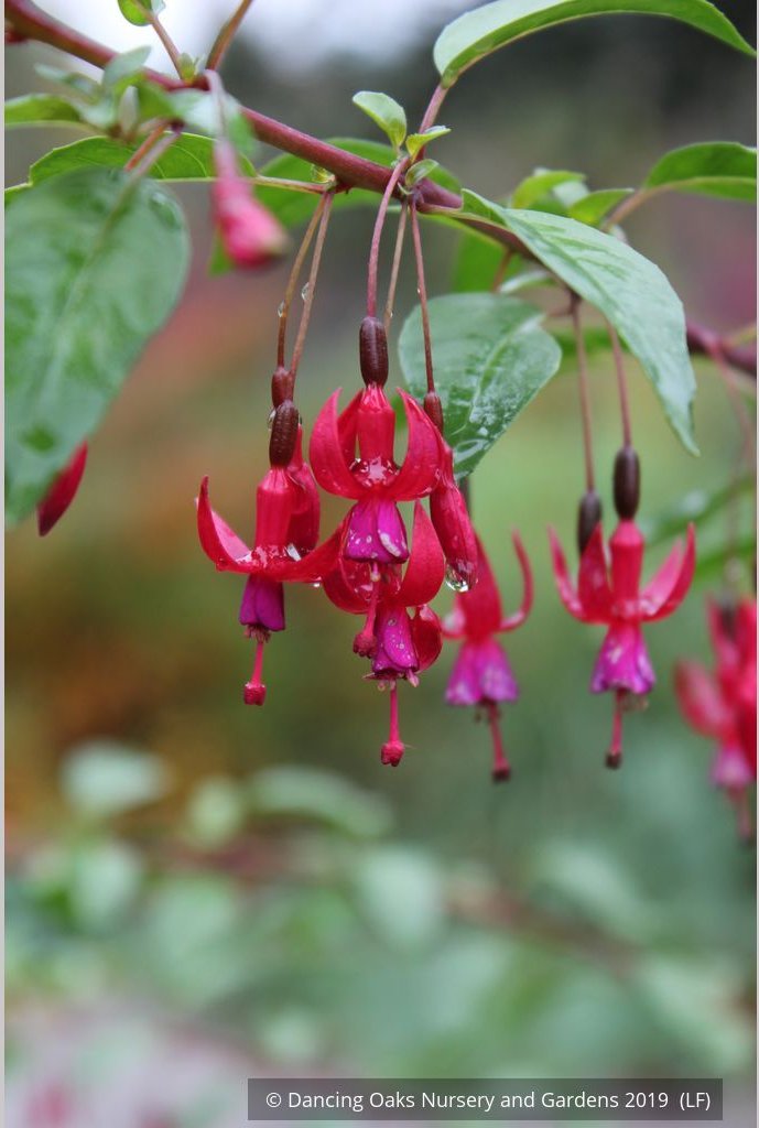 Perennials ~ Fuchsia 'Rosea', Hardy Fuchsia ~ Dancing Oaks Nursery and Gardens ~ Retail Nursery ~ Mail Order Nursery