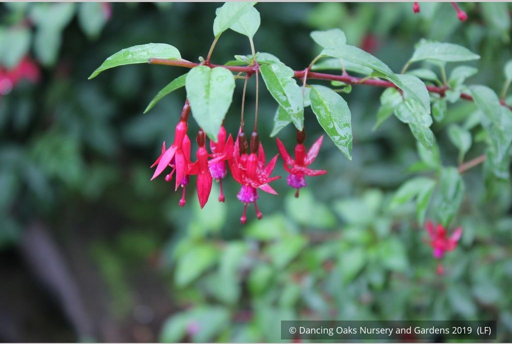 Perennials ~ Fuchsia 'Rosea', Hardy Fuchsia ~ Dancing Oaks Nursery and Gardens ~ Retail Nursery ~ Mail Order Nursery