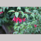 Perennials ~ Fuchsia 'Rosea', Hardy Fuchsia ~ Dancing Oaks Nursery and Gardens ~ Retail Nursery ~ Mail Order Nursery