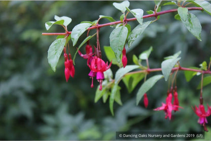Perennials ~ Fuchsia 'Rosea', Hardy Fuchsia ~ Dancing Oaks Nursery and Gardens ~ Retail Nursery ~ Mail Order Nursery