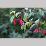 Perennials ~ Fuchsia 'Rosea', Hardy Fuchsia ~ Dancing Oaks Nursery and Gardens ~ Retail Nursery ~ Mail Order Nursery
