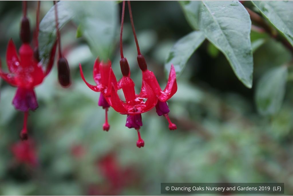 Perennials ~ Fuchsia 'Rosea', Hardy Fuchsia ~ Dancing Oaks Nursery and Gardens ~ Retail Nursery ~ Mail Order Nursery