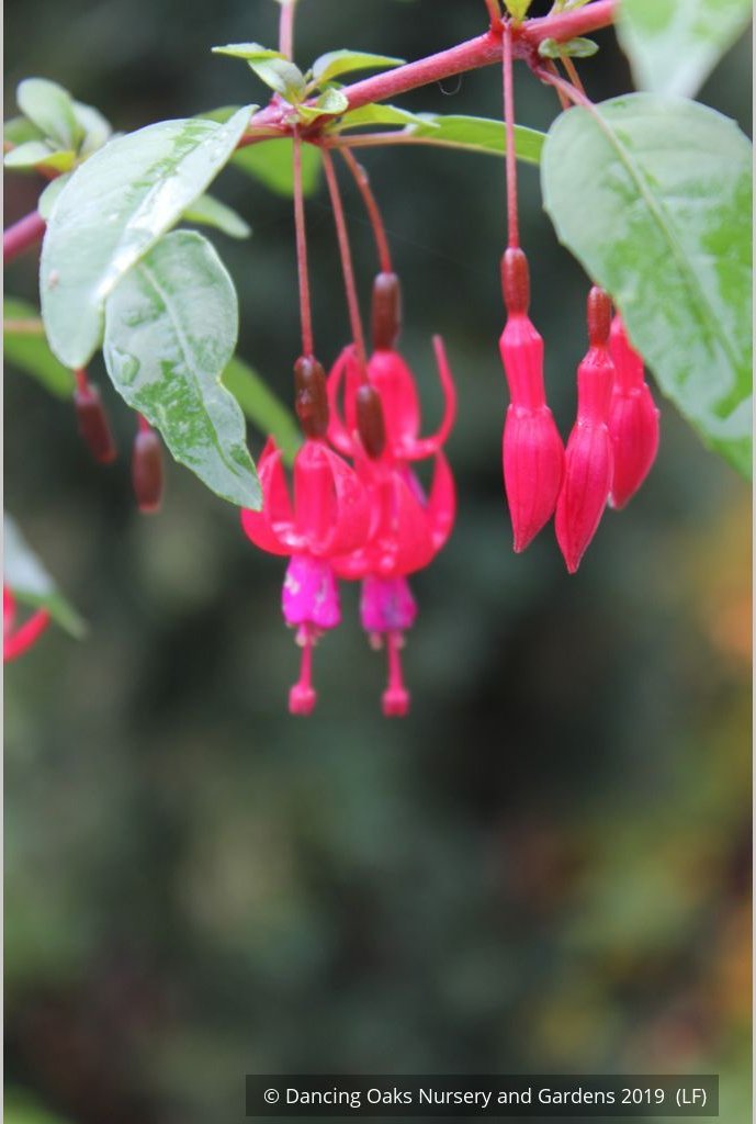 Perennials ~ Fuchsia 'Rosea', Hardy Fuchsia ~ Dancing Oaks Nursery and Gardens ~ Retail Nursery ~ Mail Order Nursery