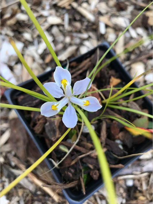 Perennials ~ Iris henryi - Clone #1, Chinese Woodland Iris ~ Dancing Oaks Nursery and Gardens ~ Retail Nursery ~ Mail Order Nursery